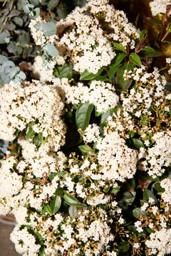 Einheimische Blumen