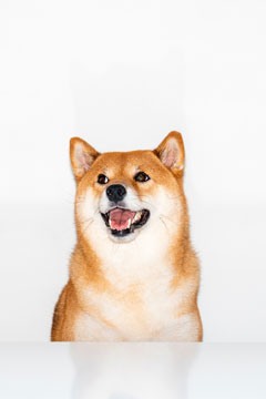 Hund