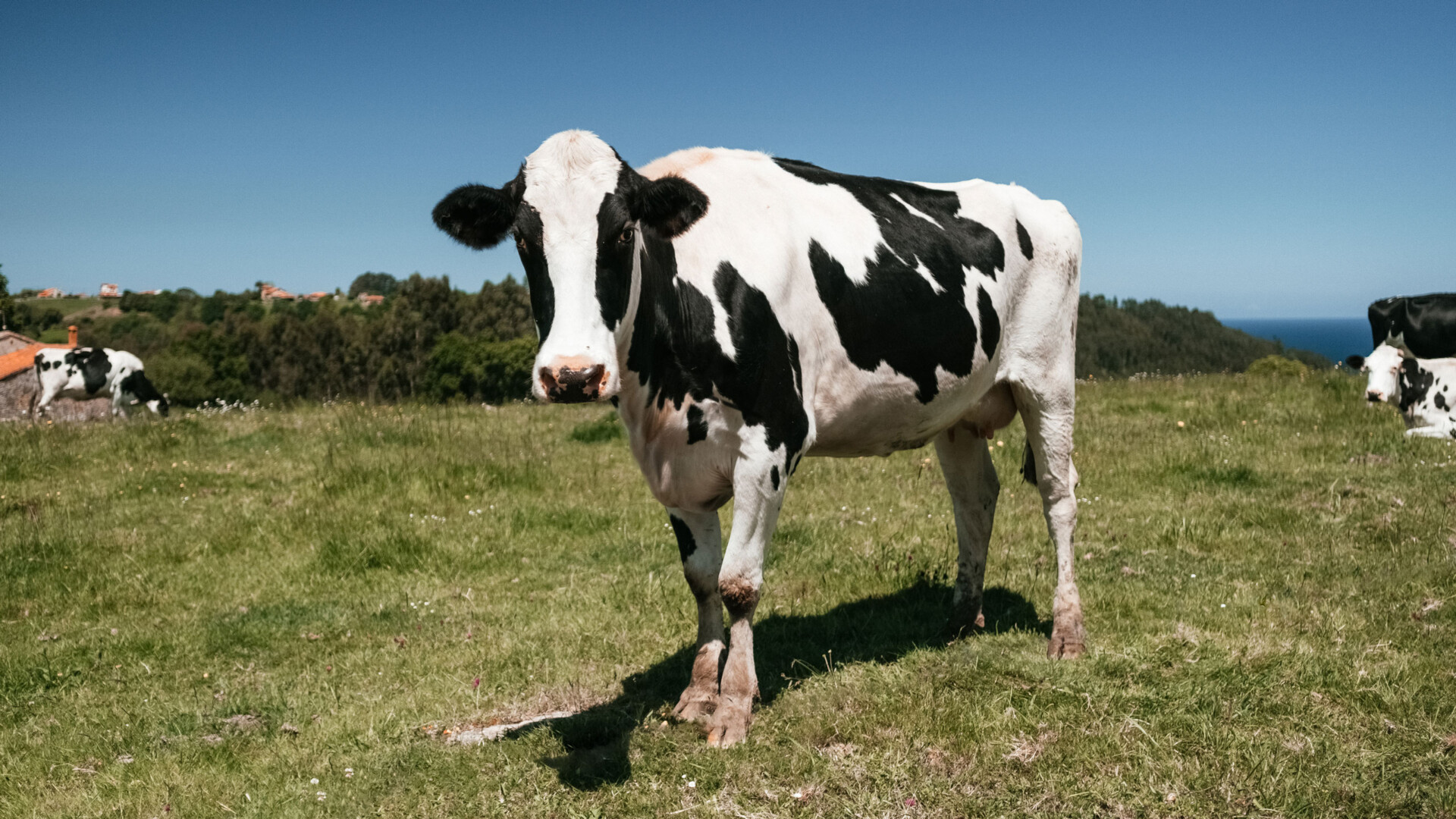 Glückliche Tiere aus der Region